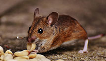 24 Hour & Emergency Exterminators in Dice, PA